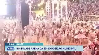 Avaré: Boi invade arena da 53ª exposição municipal