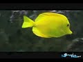 Yellow Tang - That Fish Place Saltwater Fish Species Profile