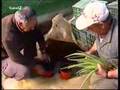 Aloe vera en la UCA