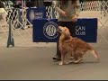 2007 AKC National Obedience Invitational Winner Utility