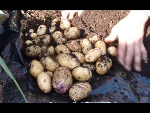 how to harvest early potatoes