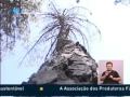 Nemátodo do Pinheiro - Arganil e Lousã
