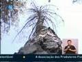 Nemátodo do Pinheiro - Arganil e Lousã