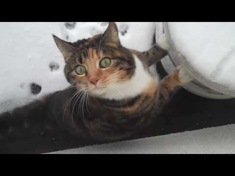Poes in sneeuw