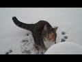 Poes in sneeuw 2 Poes in sneeuw 2