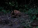 Garden Fox Cub Garden Fox Cub