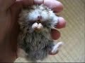 hamster eating pellet on my hand hamster eating pellet on my hand