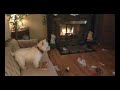Westies Christmas