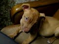 Yoshu Apbt pitbull red nose 9 semanas