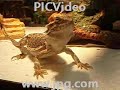 OUR BOYS(Tango & Bandit) - Clips of our bearded dragons OUR BOYS(Tango & Bandit) - Clips of our bearded dragons