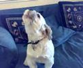 The Shih tzu remix of P Diddy Faith Evens Ill be missing you The Shih tzu remix of P Diddy Faith Evens Ill be missing you