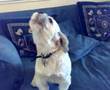 Shih Tzu video