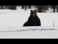 Grizzly Bear in Banff National Park - YouTube