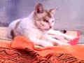 Video 0013.3gp