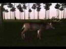 TXT Deer hunter 2005 video