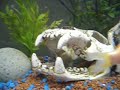 oscars 绿色恐怖起重器dempsey plecos 75 gal.html