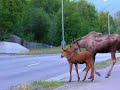 MOOSE ON THE LOOSE PT 2