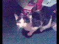 That summer, that cat