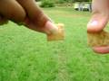 videos de Why Do They Like Cinnamon Toast Crunch?