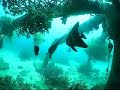 CORAL REEF RESTORATION THROUGH CORAL TRANSPLANTATION
