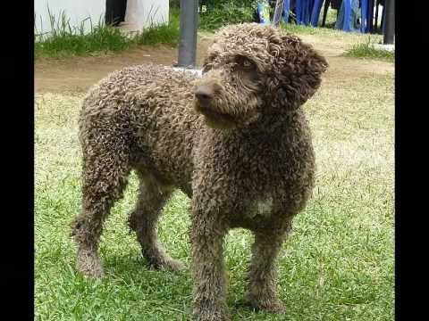 perro de agua español