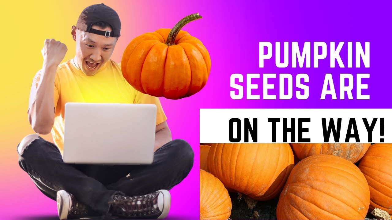 FREE giant pumpkin seeds are on the way.