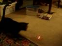 Pig and Laser.MPG