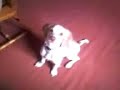 Oscar the english working cocker spaniel