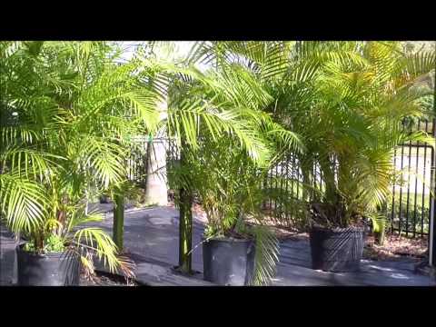 how to fertilize areca palm