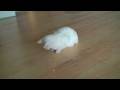videos de Verrückte Katze