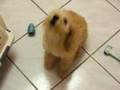 Cockapoo ...