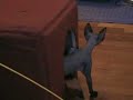 Sphynx Comes Home