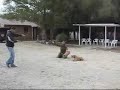Kay On Point Protection Dog