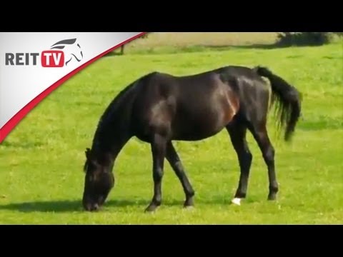 Pferdegesundheit | Omas Hausmittel können helfen