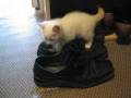 Кот в сапогах. Cat in boots.
