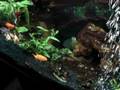 videos de Fresh water goldfish aquarium