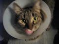 cute kitty cat talk cute kitty cat talk