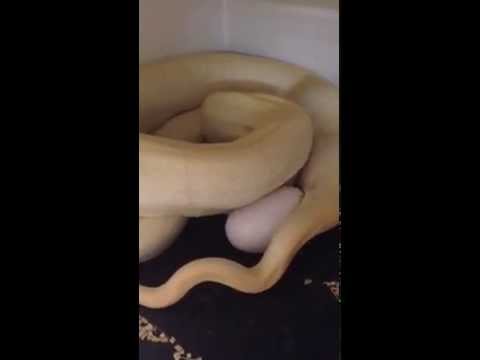 YouTube reptile video