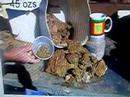 Massive Gold Find Gold Prospecting Gold Rocket www.rotapan.com