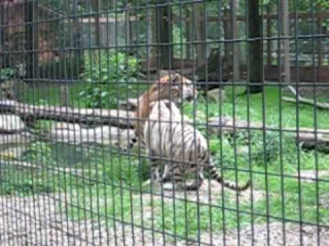 TIGER SNARL +