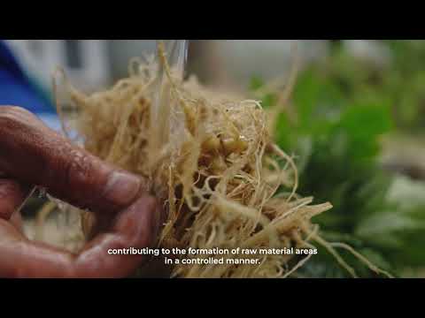 Trung tâm Phát triển Sâm Ngọc Linh và Dược liệu Gìn giữ giá trị hôm nay – Kiến tạo tương lai.