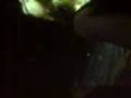 les zumzum dance en boite