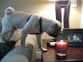 Pug v. candle Pug v. candle