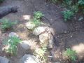 Grow Marijuana Low - (SnipsDelicious)