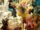 Bonaire Dive Bonaire Dive