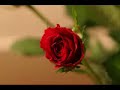 Chris McCrea-Haven\
