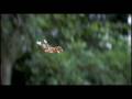 videos de Earth Trailer - High Definition 720P