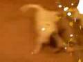 videos de DOGGIES!