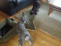 Oskar & Millar at play