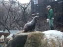 Sea Lion Feeding @ The Central Park Zoo (January 2008)